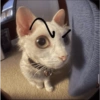 Kucing sigma 21