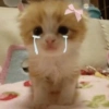 Gatos Tristes 😿 24