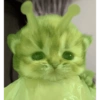 MEME KUCING 10