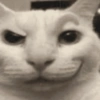Gatos memes 6