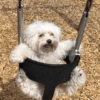 Mix perritos sin palabras  9