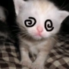 🐈-Cats-🐈 7