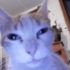 estinksmelly