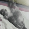 Gatitos cura Depresión😸😽 11