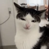 🌈🐈‍⬛✨️Gatos Funny Mood✨️🐈‍⬛🌈 8