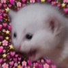 🐱•💕Michi Love💕•🐱 7
