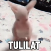 TULILAT