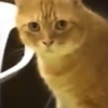 🌈🐈‍⬛✨️Gatos Funny Mood✨️🐈‍⬛🌈 20