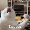 Meme kucing 14