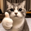 Cat meme 🐱 8