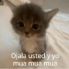 Animalitos para el chat pt.2💕 7