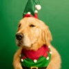 PEIXÃO DE NATAL 2
