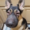 Mix perritos sin palabras  5