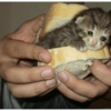 Gatos llorando 15