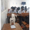 Kopek 6