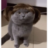 Gatas fofinha de perucas  12