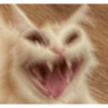 Kucing sigma 25