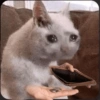 🌈🐈‍⬛✨️Gatos Funny Mood✨️🐈‍⬛🌈 28