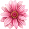 Pink flower  9
