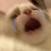 Gatos cute😎amor 2😎 13