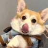 🧿Animalitos Cute para  Chat🐈🐶 17