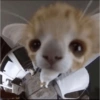 Kucing kucingan 17