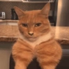 🌈🐈‍⬛✨️Gatos Funny Mood✨️🐈‍⬛🌈 24