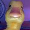 Patos Random 🦆🤣 9