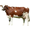 Packing Kurban Idul Adha🐄 🐂 9