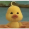Bebek wkwkwk 5