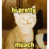 Kucing 9