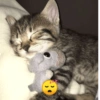 🐈-Cats-🐈 12