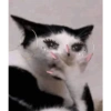Memes engraçados de gatos 22