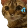 KUCING LUCU 8