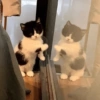 MEMES GATOS RANDOM 🤣🐈‍⬛ 12