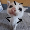 🐈-Cats-🐈 8