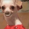 Reações cachorros 5