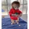 Monos navideños😜😙 8