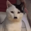 Gatitos bonitos 💗 11