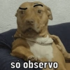 só observo