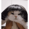 Gatas fofinha de perucas  22