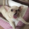 Mix perritos sin palabras  13