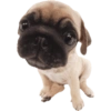 Animals 18