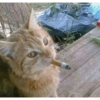 Cat meme / kucing  17