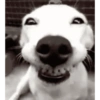 Animais e frases 16