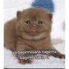 Kitty cat 25