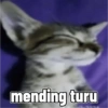 Meme kucing 10