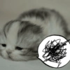 🌈🐈‍⬛✨️Gatos Funny Mood✨️🐈‍⬛🌈 29