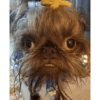 Memes cachorro  15