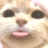 Gatitos Memes😺✨💕10 10